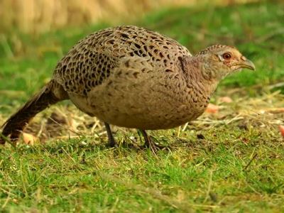 Avian Influenza Found in Released Pheasants